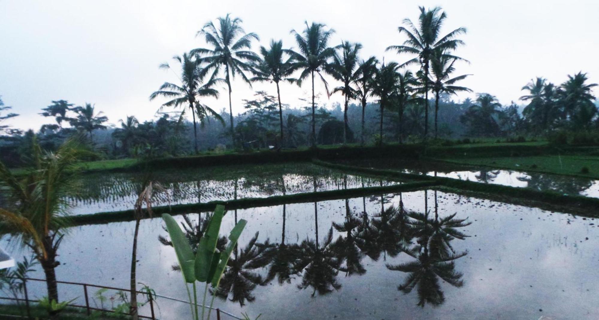 Villa Kemuning Tegallalang  Pokoj fotografie